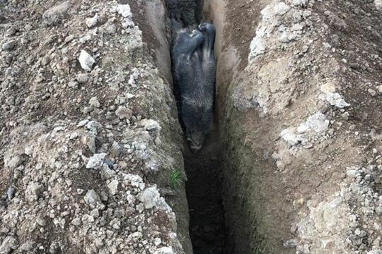 Killarna gjorde en oväntad upptäckt ett stackars vildsvin hade trillat ner i ett av…