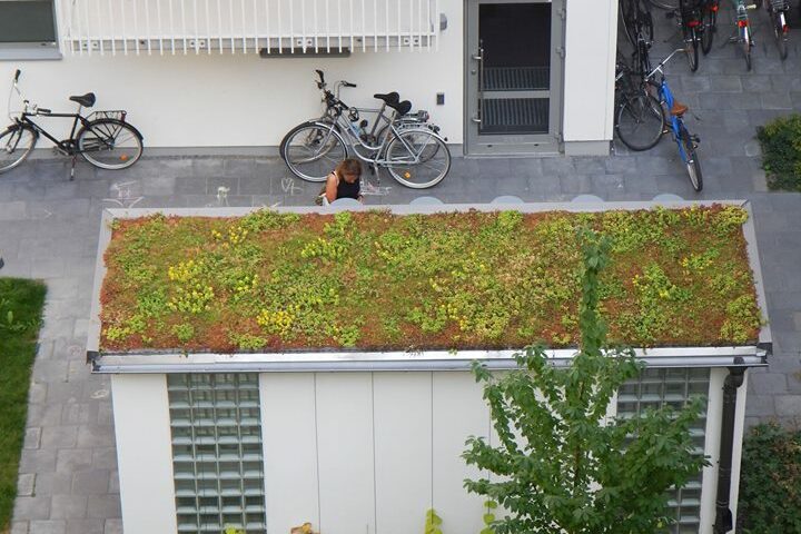 Grönt tak- vackert, klimatsmart och bra för miljön! #sedum