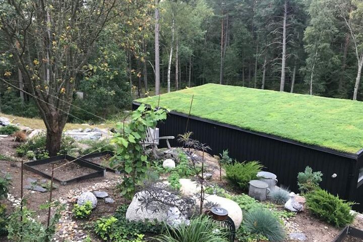 Nylagd ängsmatta hos kund där vi för en månad sedan la detta vackra sedumtak!…
