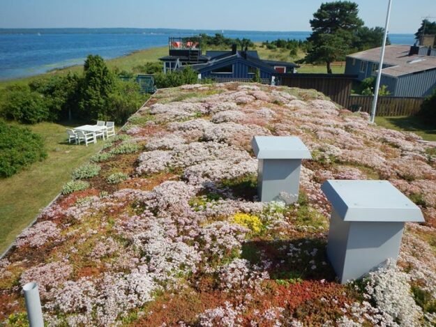 Sedum för tak eller mark! En sedummatta består av 7-12 olika härdiga sedumarter. Artsammansättningen…