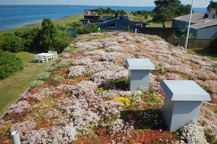 Sedum för tak eller mark! En sedummatta består av 7-12 olika härdiga sedumarter. Artsammansättningen…