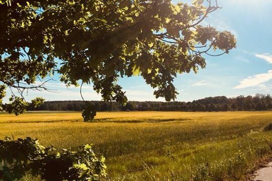 Älskar när våra goda grannar skickar fina bilder från odlingen️