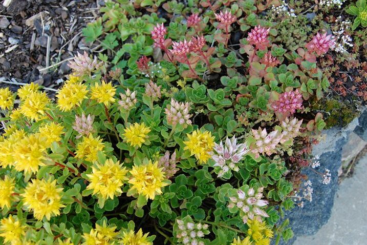 Äntligen Sedum hos oss på Mälarturf! Nu kan vi förutom gräs i tre olika…