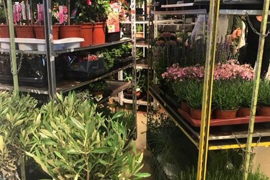Blommor inköpta till söndagens öppet hus, korv och fikabröd beställt från slottet️ Hoppas vi…