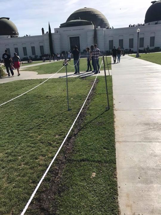 Nylagd gräsmatta i Griffith Park,Los Angeles till gräsodlarens stora lycka!