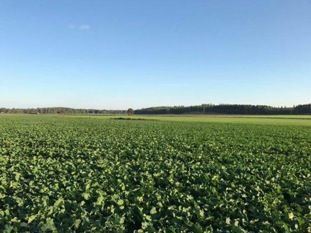 Höstsådden av både gräsmattor och raps kommer fint