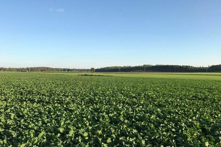 Höstsådden av både gräsmattor och raps kommer fint
