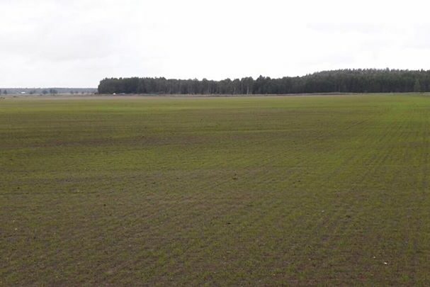 Nysådden kommer fint Rötmånad är gräsmånad. Lyckas vi med etableringen är halva slaget vunnet…