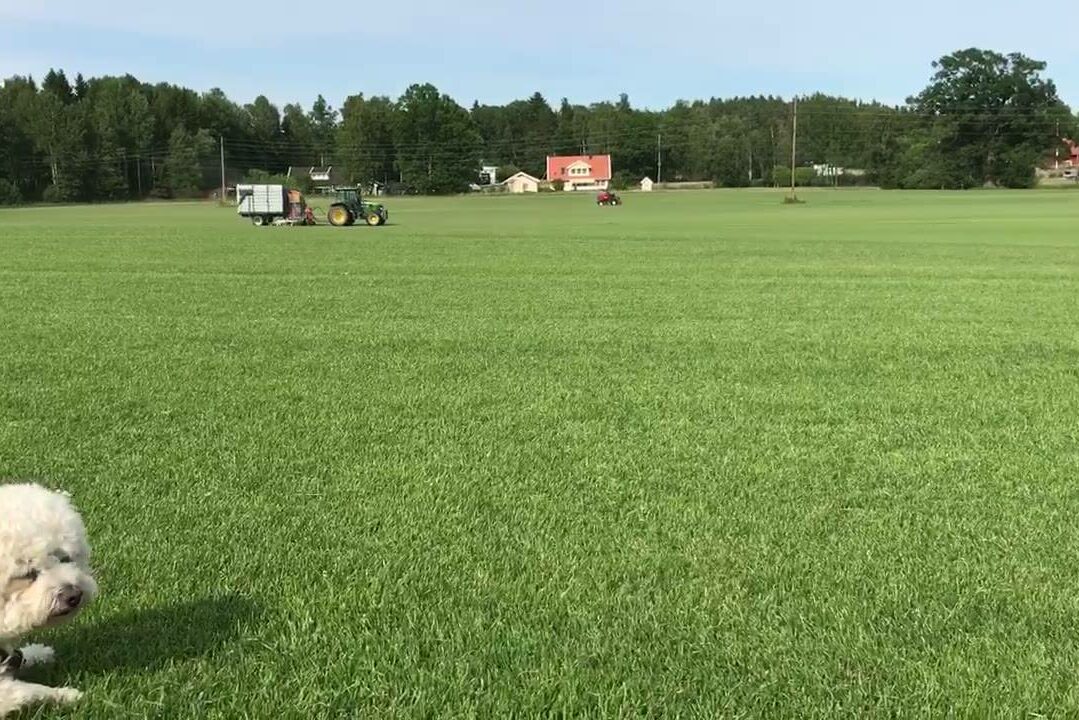 Klippare och dammsugare på samma ställe, ibland kör vi lite extra effektivt