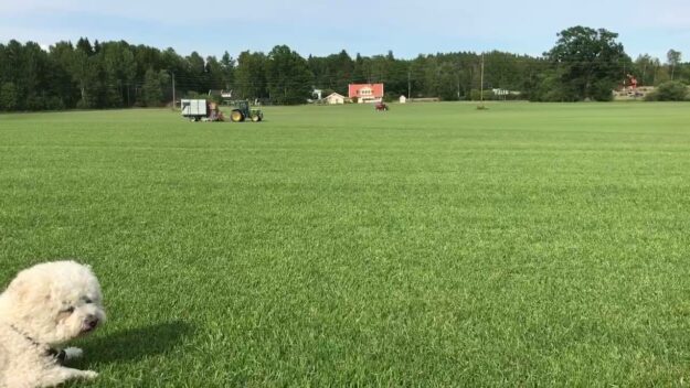 Klippare och dammsugare på samma ställe, ibland kör vi lite extra effektivt