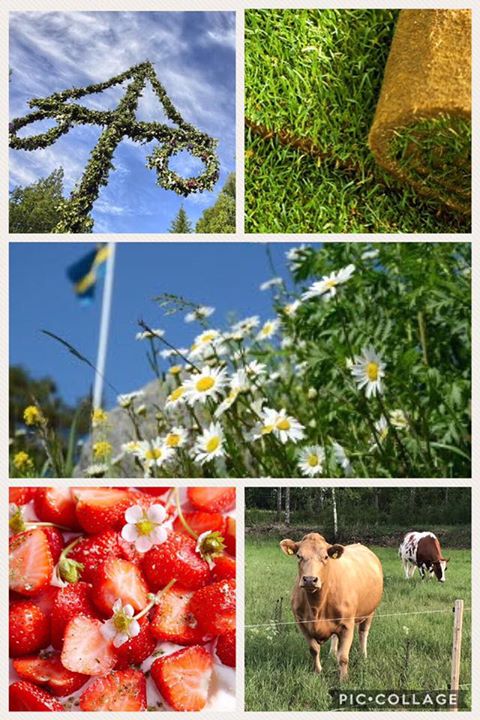 Nu får killarna några dagars välförtjänt vila! Midsommarhelgen är den enda helgen under säsongen…