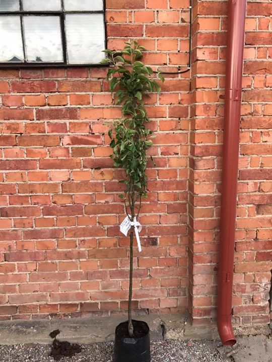 Idag har vi hämtat äppelträd i Årsta och kört ut till kund! Vi har…