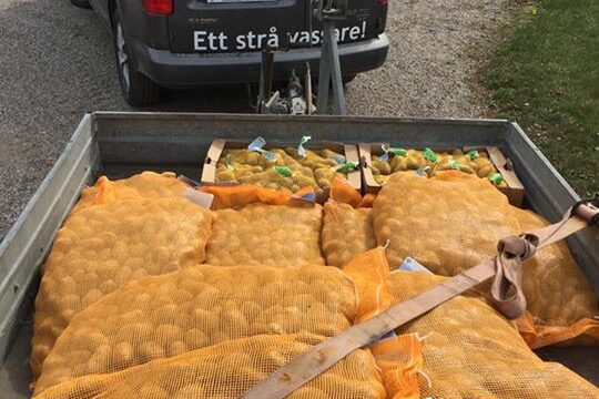 Gräsodlarn gör aldrig något halvhjärtat så när vi behövde lite sättpotatis ville han vara…