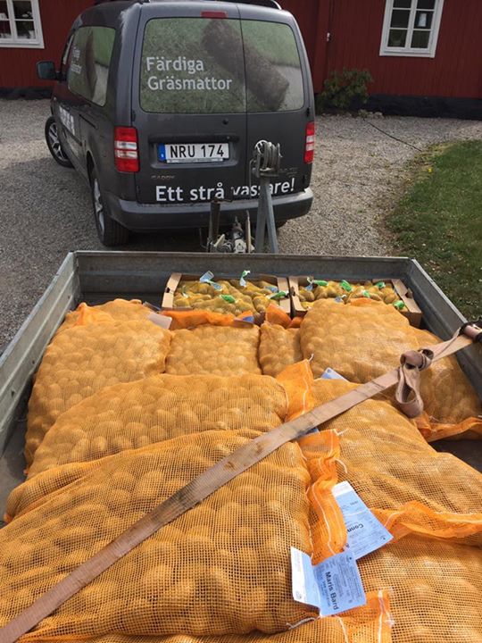 Gräsodlarn gör aldrig något halvhjärtat så när vi behövde lite sättpotatis ville han vara…