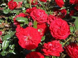 Letar du vackra rosor till din trädgård så kommer här tre tips! Carl Philip…