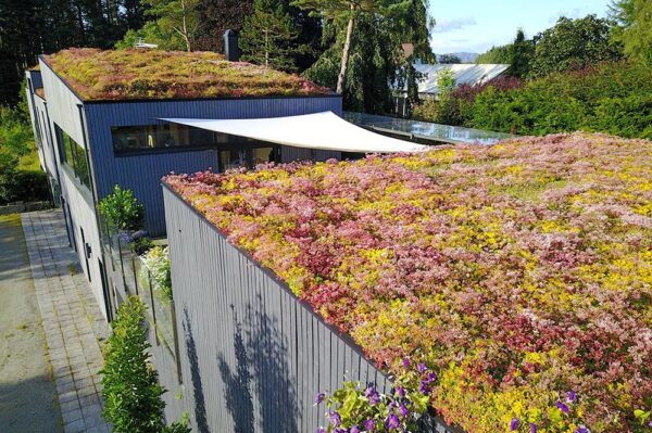 Sedum - Bild 2