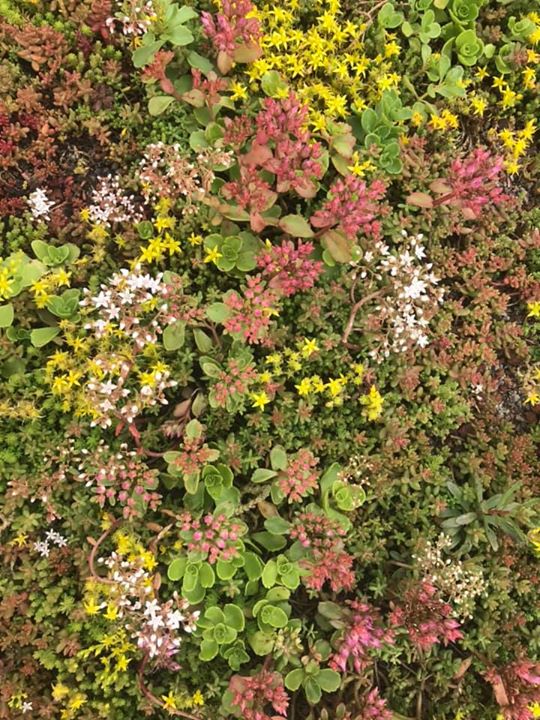 Nu blommar sedumen Vackert både på tak och mark