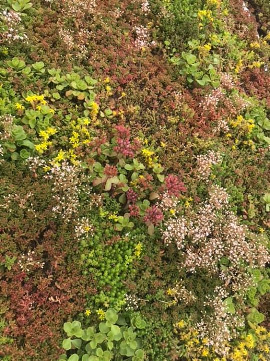 S E M E S T E R Ö P P E T ️Vi…