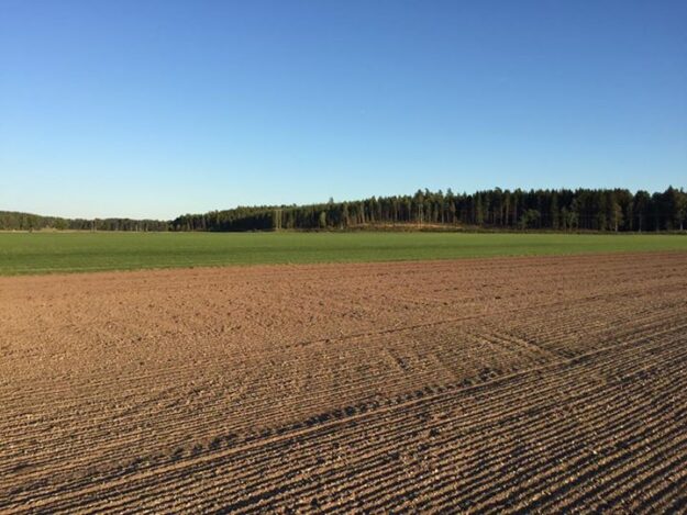 Nysådden kommer fint trots lite nederbörd