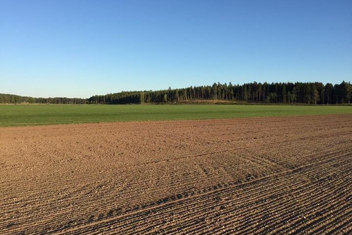 Nysådden kommer fint trots lite nederbörd