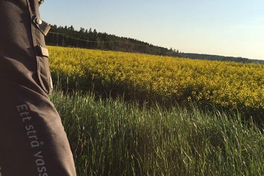 Raps är en bra omväxlingsgröda så på det här fältet odlar vi snart gräsmatta…