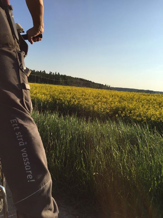 Raps är en bra omväxlingsgröda så på det här fältet odlar vi snart gräsmatta…
